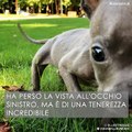 Elliot, un cucciolo della strada che è diventato famoso