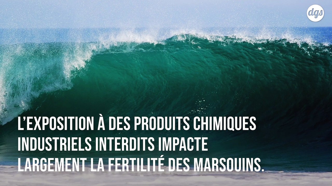 Les polluants présents dans les océans ont un e...
