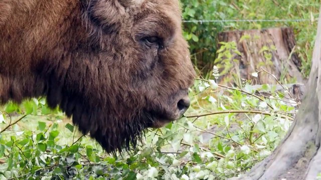 Il ritorno dei bisonti nel Regno Unito dopo 6000 anni. Una specie protetta dall'UE