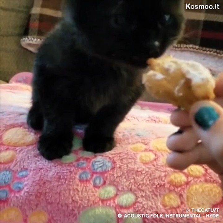Ellen e i suoi gatti