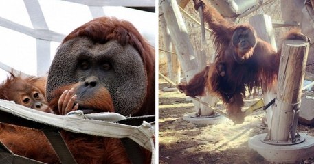 Après la mort de sa compagne, ce père orang-outan prend soin de leur fille, un comportement extrêmement rare