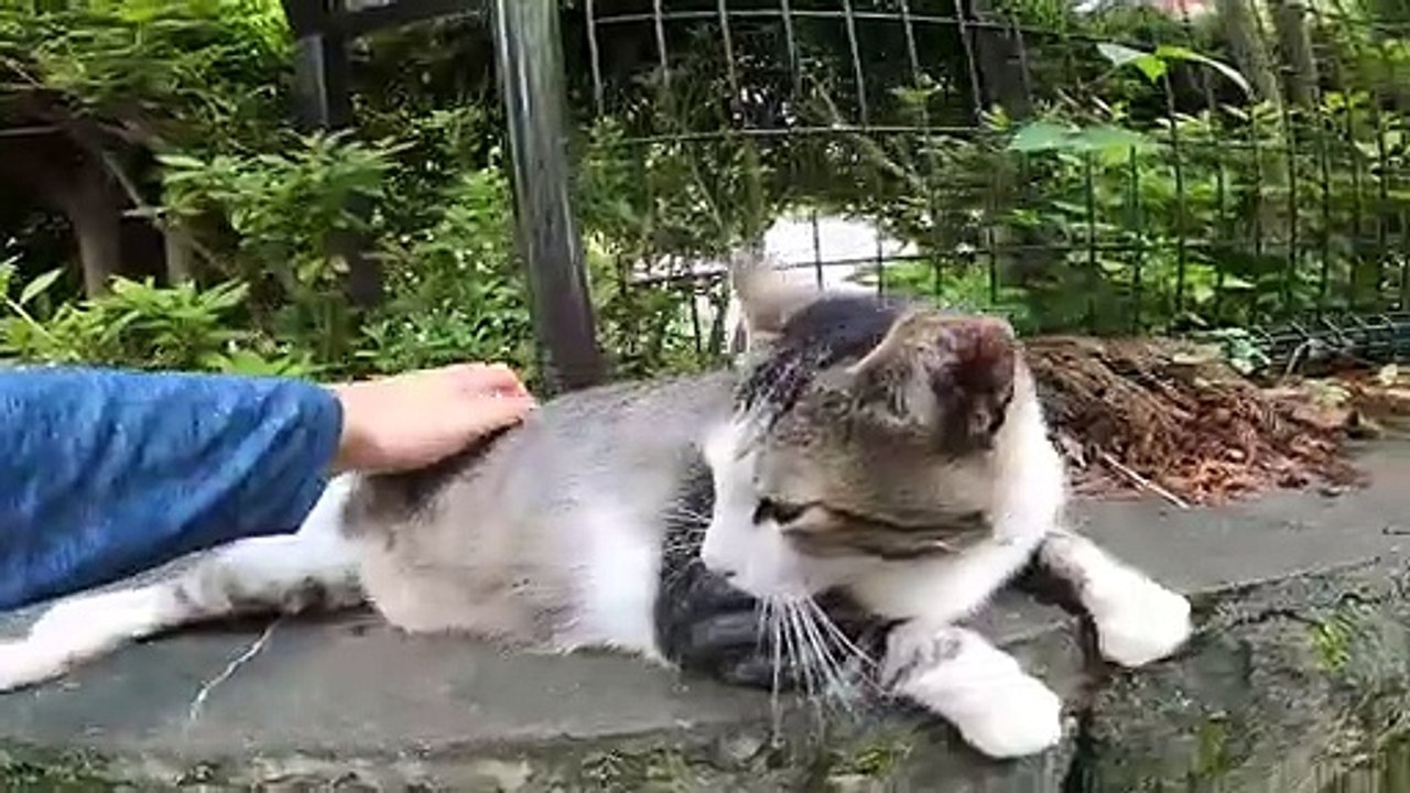 I took photos of stray cats living in Japan.61