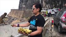 Monkey business at Malshej Ghat viewpoint - Tourists distributing bananas to Macaques