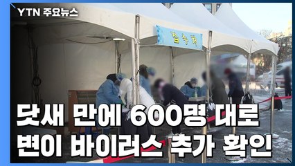 닷새 만에 600명 대로...변이 바이러스 추가 확인 / YTN