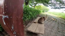 I took photos of stray cats living in Japan.63