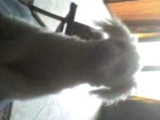 paty le chien qui danse