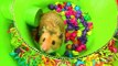 My Hamster A Cute Hamster in the cool color 7 Circles Maze!