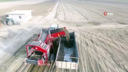 Konya'da yetişiyor, 35 ülkeye ihraç ediliyor