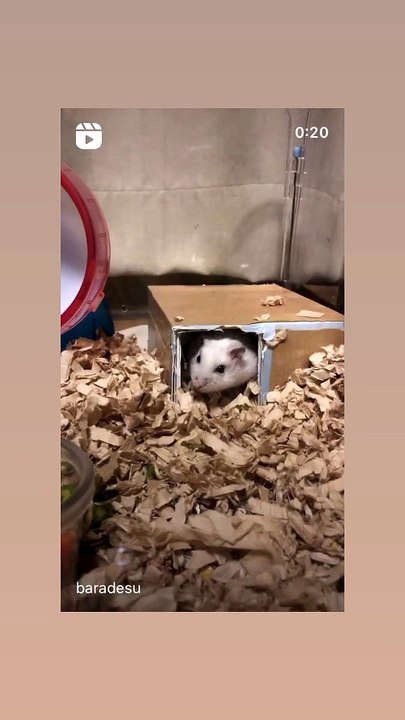 ハムスター