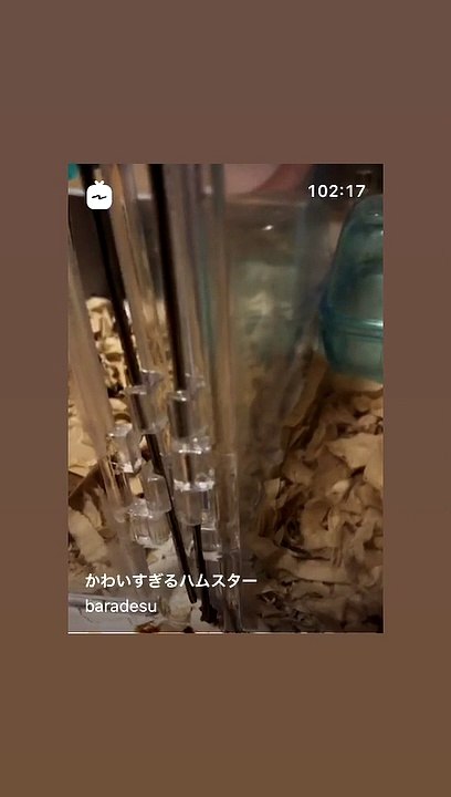ハムスター