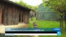 France - Un jeune lynx boréal relâché dans le massif du Jura