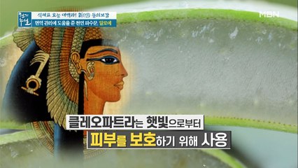 고대 이집트 왕조부터 내려온 면역력 증강 식물?