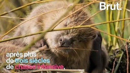 Bonne nouvelle : Le castor fait son retour