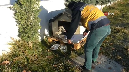 - Hastane bahçesinde doğan 11 yavru köpek ve annesi sağlıkçılara emanet