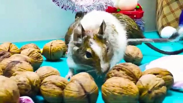 Amazing Christmas Presents for my funny pet Have a Merry Christmas my funny pets Big Mike The Truck lost on Road Full Tank of Jam - Funny Stories with Cars