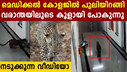 മെഡിക്കൽ കോളജിൽ പുലിയിറങ്ങി വരാന്തയിലൂടെ നടക്കുന്ന കണ്ടോ