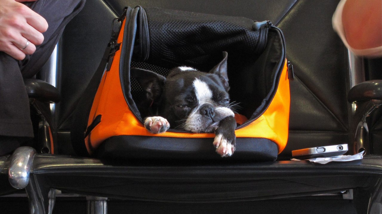 JetBlue Joins American, Alaska in Changing Rules for Emotional Support Animals