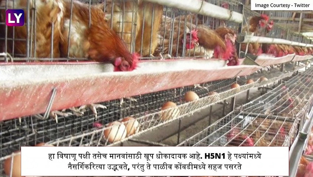 Bird Flu: जाणून घ्या काय आहेत बर्ड फ्लूची लक्षणे, कारणे आणि कशी घ्याल स्वत:ची काळजी