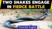 Snakes battle in viral video shot in Australia: Watch | Oneindia News
