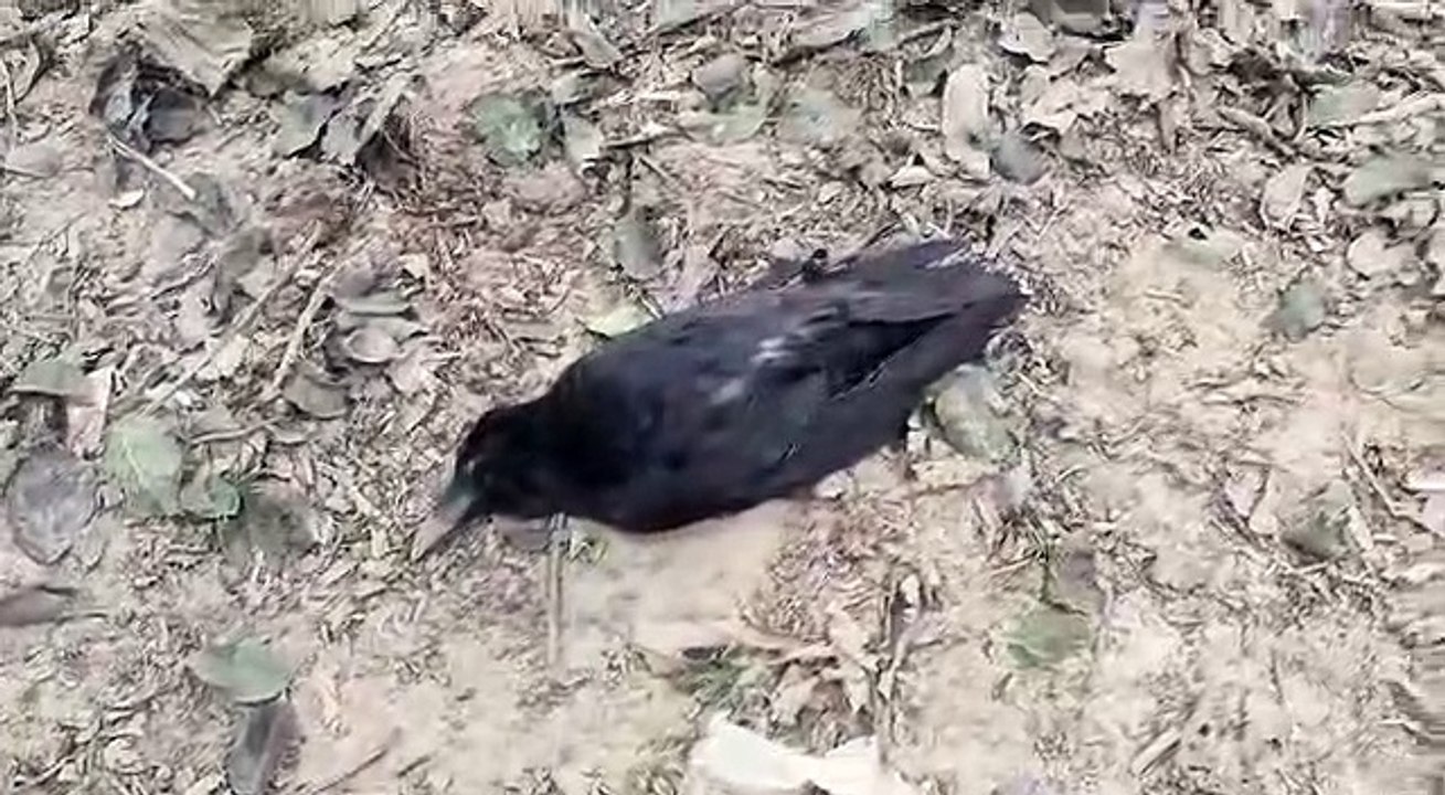 बाग में मरे पड़े मिले दर्जनों कौए, इलाके में फैली बर्ड फ्लू की दहशत