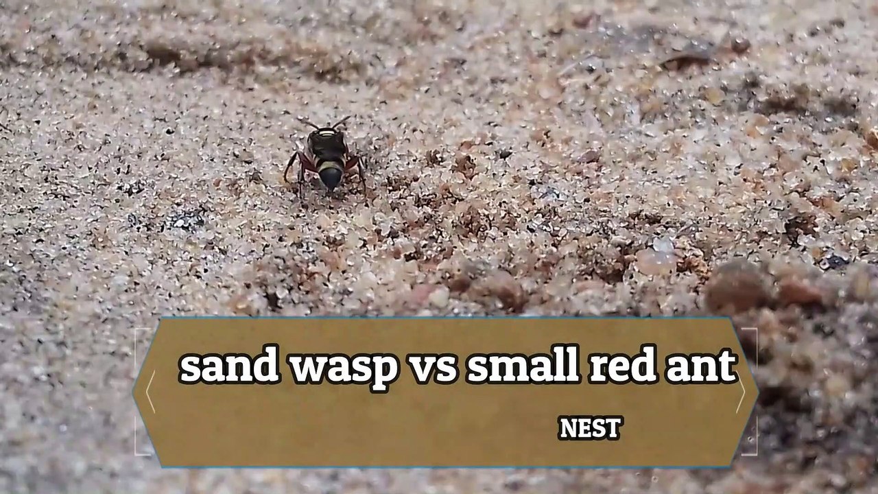 wasp vs red ant