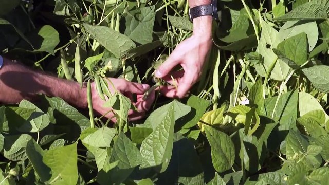 Exportações caem, mas agronegócio brasileiro prospera
