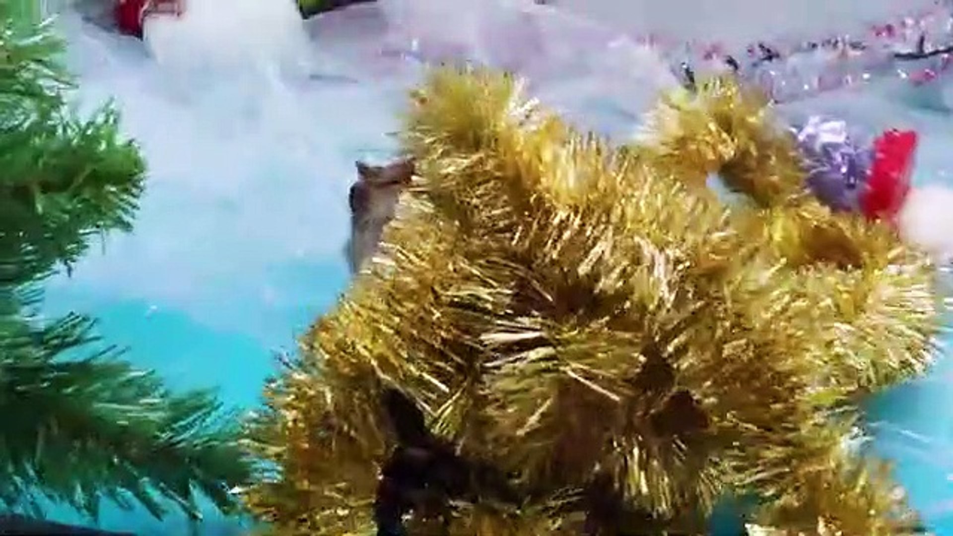 ⁣Decorating a Christmas tree from my funny pet. Funny cute pets video