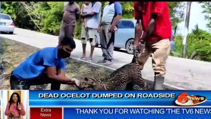 Dead Ocelot dumped on roadside
