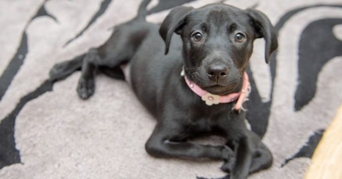 Un adolescent, victime de harcèlement à l'école, adopte une chienne née avec six pattes qui l'aide à mieux se sentir