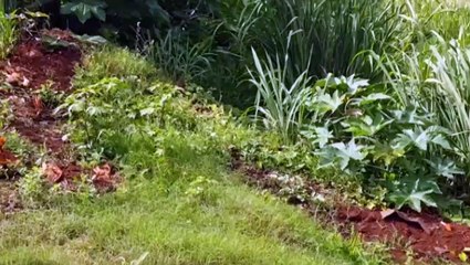 "Lugar para marginal se esconder", reclama idosa que mora em frente a lote tomado por mato