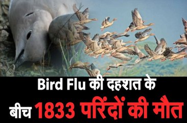 पक्षियों की मौत के मामले में जयपुर दूसरे स्थान पर