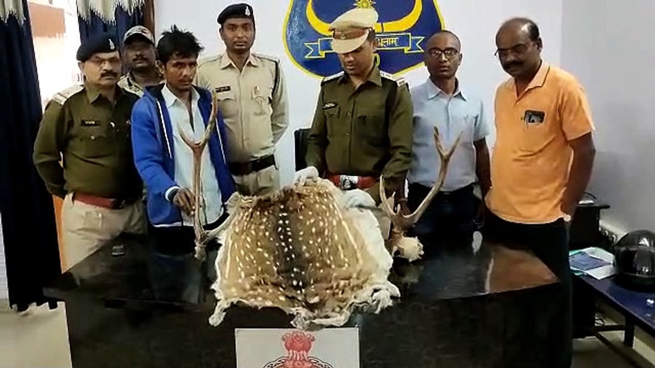 चीलत के खाल, सींग बेचने निकले तस्कर को घेराबंदी...