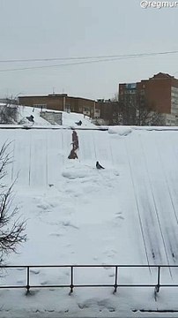 Fumbling Bird Nearly Slides off Snowy Roof