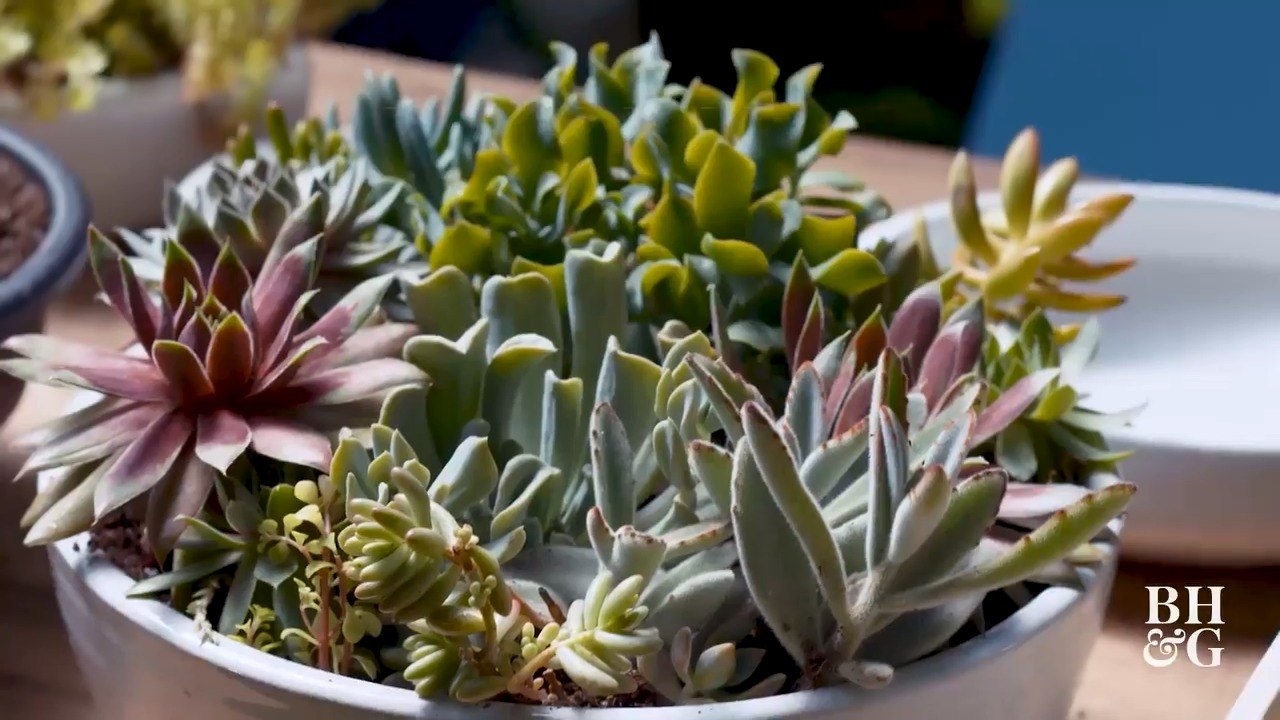 Tips for Indoor Planting