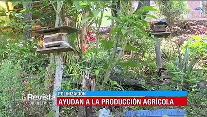 Conozca a los rescatadores de abejas: el equipo que lucha por estos pequeños seres