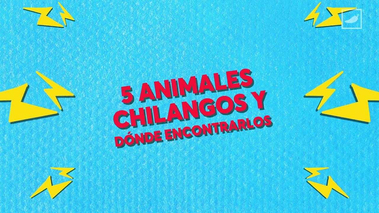 5 animales f̶a̶n̶t̶á̶s̶t̶i̶c̶o̶s̶ chilangos y dónde encontrarlos  | CHILANGO