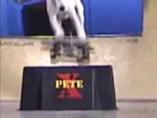 Pete The Skateboarding Dog
