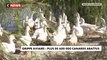 Grippe aviaire : plus de 600 000 canards abattus