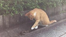 cat vs snake