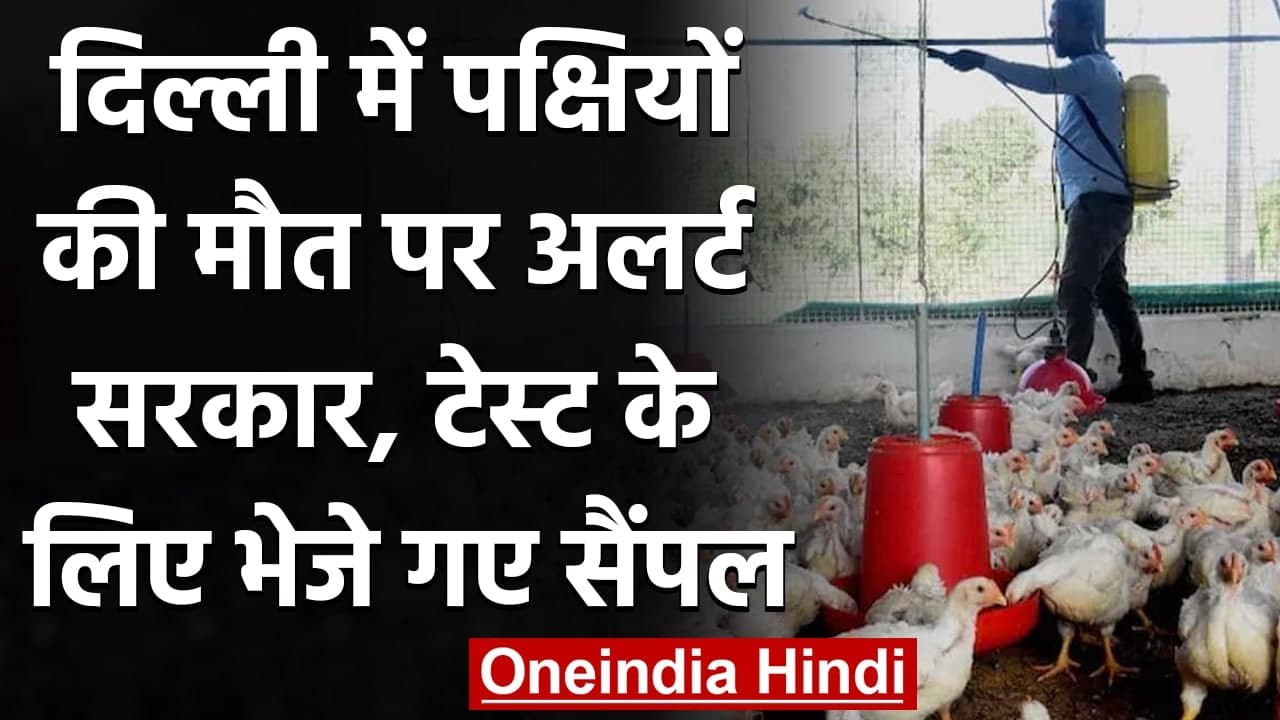 Bird Flu: Delhi में पक्षियों की मौत पर Kejriwal govt अलर्ट, जांच के लिए भेजे सैंपल | वनइंडिया हिंदी