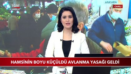 Hamsinin Boyu Küçüldü Avlanma Yasağı Geldi