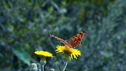 ACTIVE STATUS MUSIC SONG TONE