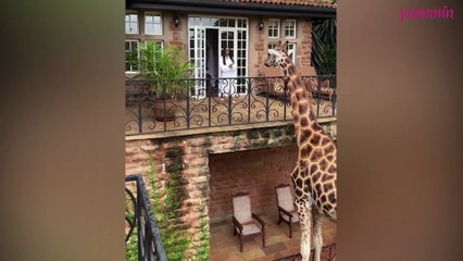 Zürafayı balkondan elleriyle besleyen kadın!