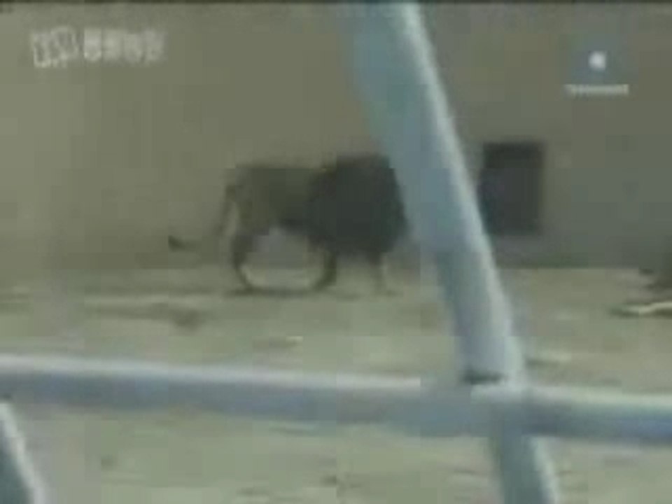 Löwe vs Tiger teil 1
