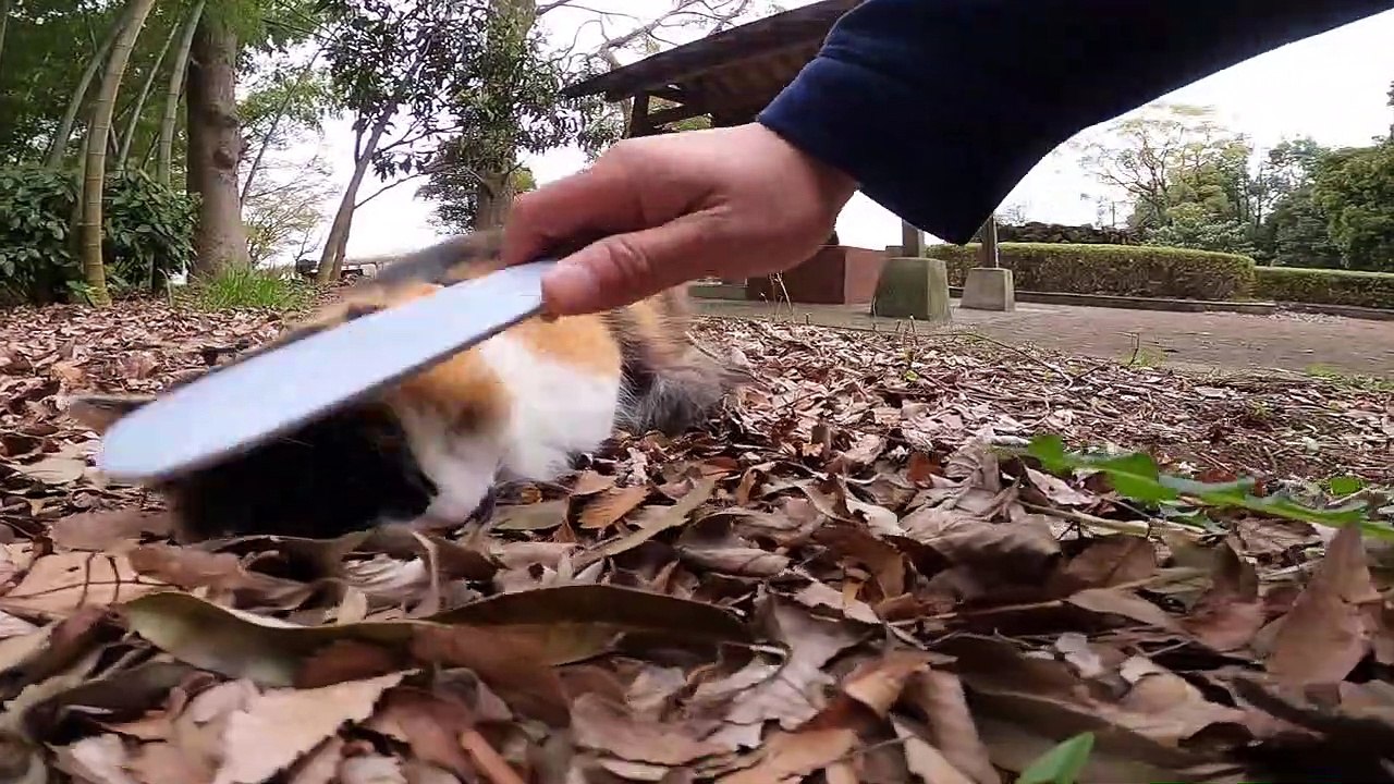 I took photos of stray cats living in Japan.65