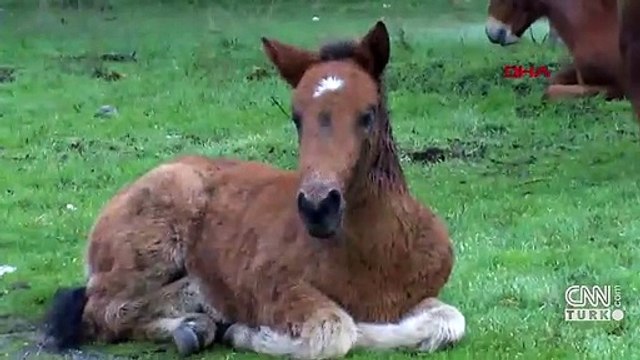 Aç kalan yılkı atları şehre indi | Video