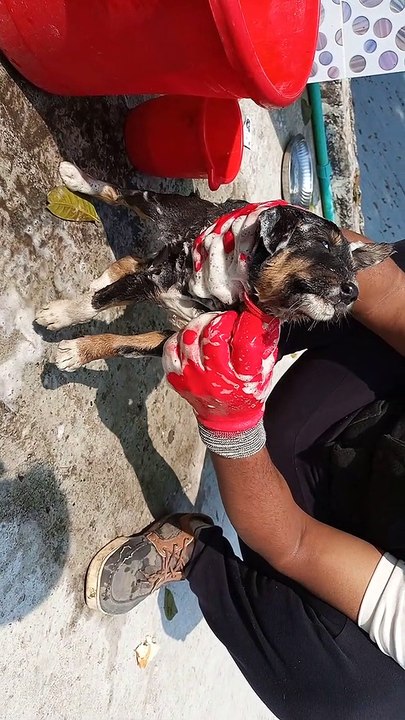 Dog shower and training | How often do you give a dog a bath? | Are baths good for dogs? |