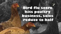 Bird flu scare hits poultry business, sales reduce to half