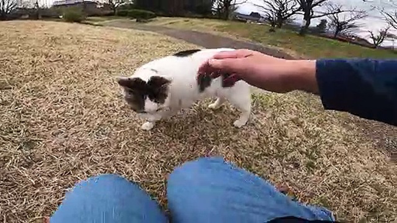 I took photos of stray cats living in Japan.66