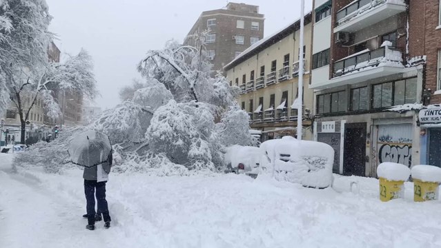 La intensa nevada provoca la caída de un árbol en la calle Palos de la Frontera
